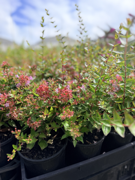 Abelia Raspberry Profusion