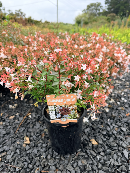 Abelia Summer Snow