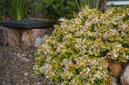 Abelia "Kaleidoscope'
