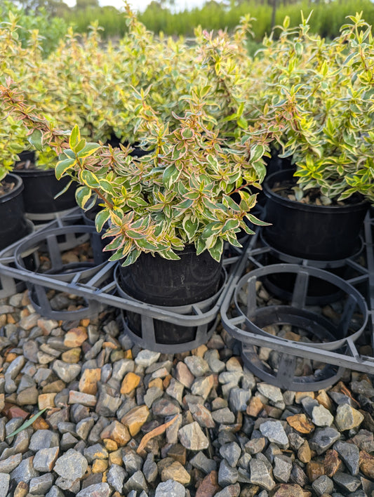 Abelia Lime Splice