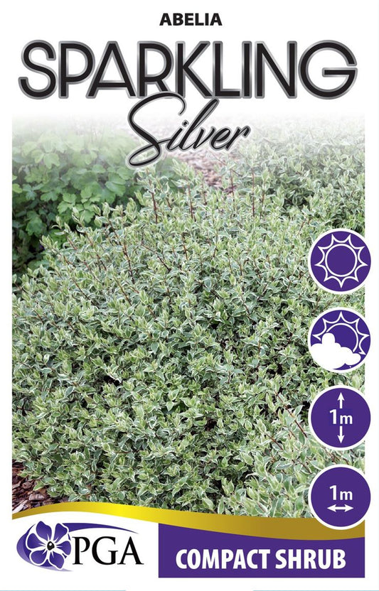 Abelia ‘Sparkling Silver’