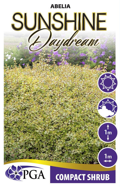 Abelia ‘Sunshine Daydream’