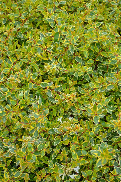 Abelia ‘Sunshine Daydream’