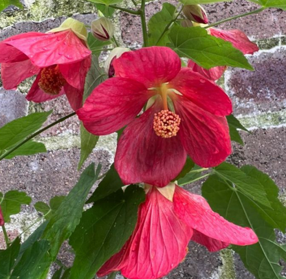 Abutilon Lucky Lantern Pink