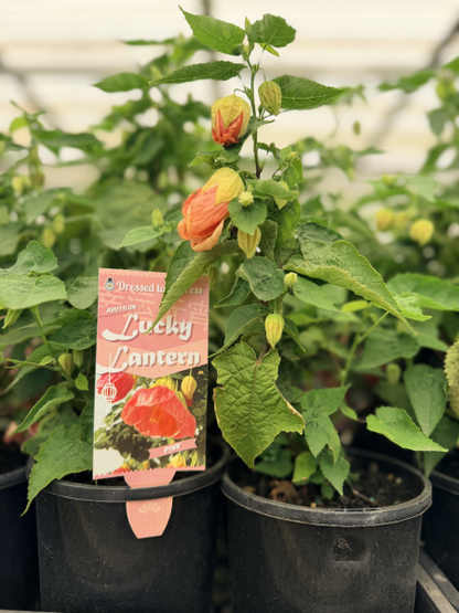 Abutilon Lucky Lantern Pink
