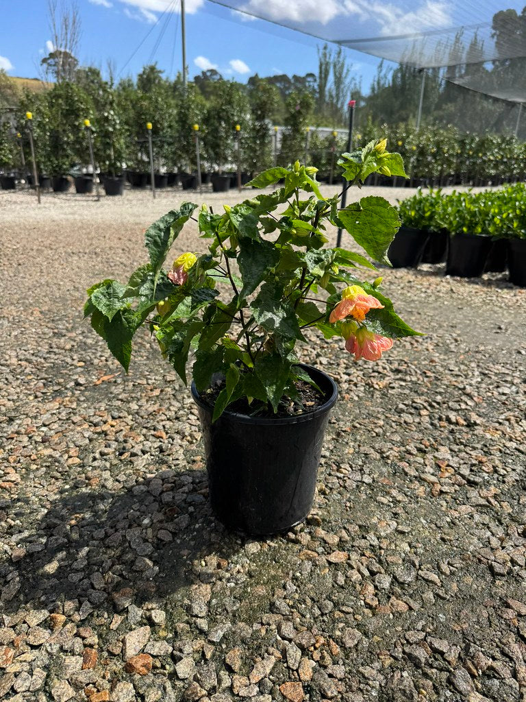 Abutilon Lucky Lantern Pink