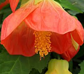 Abutilon Lucky Lantern Tangerine