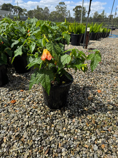 Abutilon Lucky Lantern Tangerine