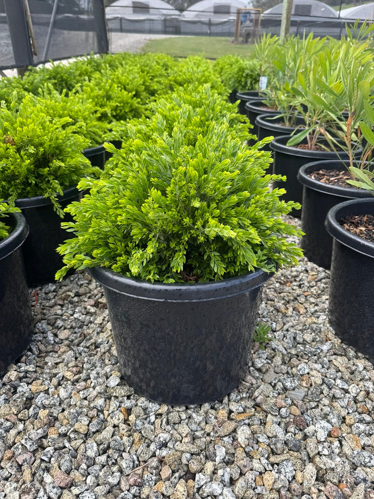 Acacia howittii 'Honey Bun'