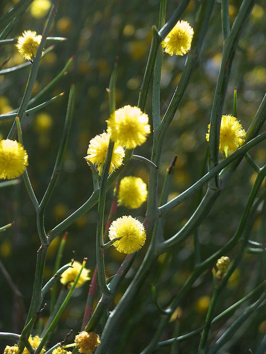 Acacia aphylla