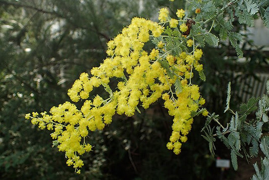 Acacia baileyana