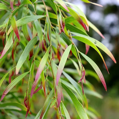 Acacia cognata 'Copper Tips'