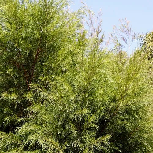 Acacia cognata 'Green Spire' pbr