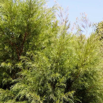 Acacia cognata 'Green Spire' pbr