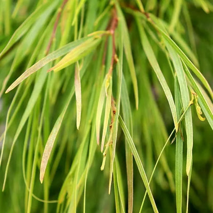 Acacia cognata 'Green Spire' pbr