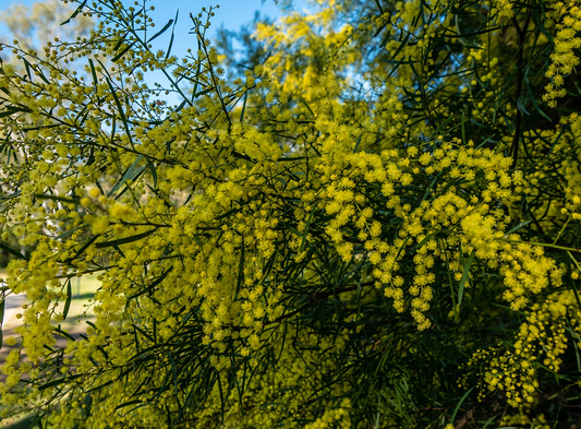 Acacia fimbriata