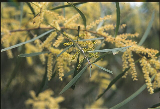 Acacia floribunda