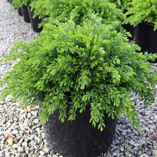 Acacia howittii 'Honey Bun'