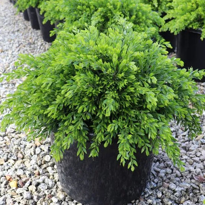 Acacia howittii 'Honey Bun'