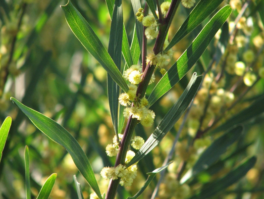 Acacia stricta