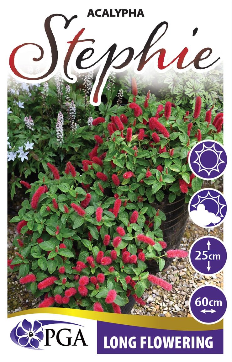 Acalypha ‘Stephie’