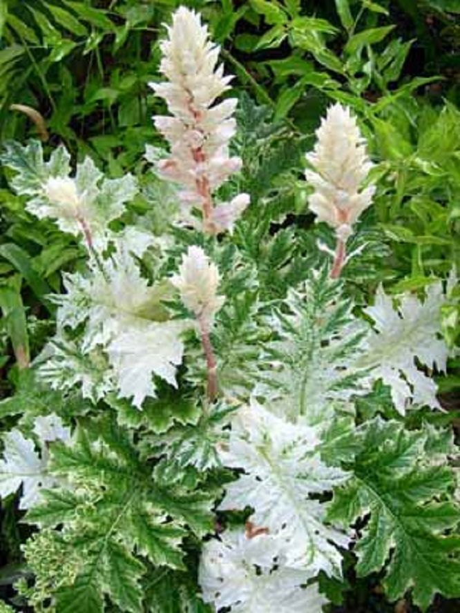 Acanthus mollis Whitewater