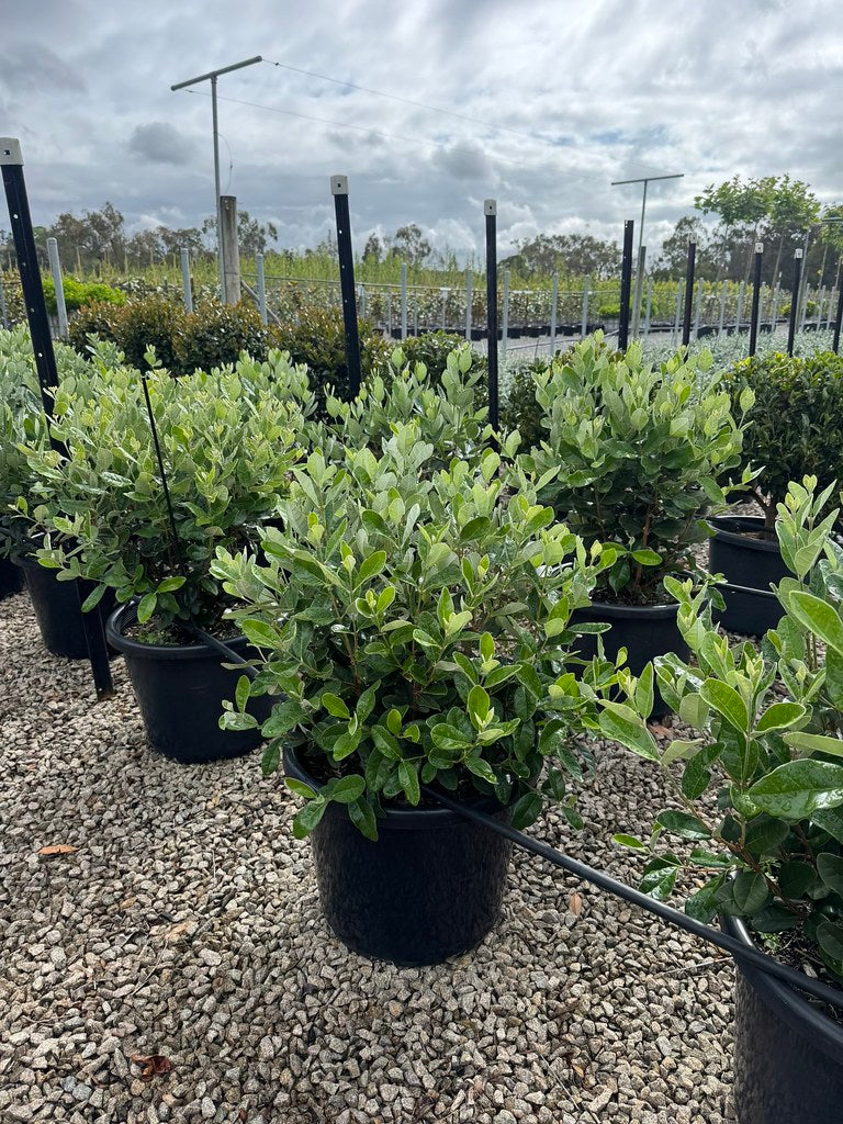 the plant broker