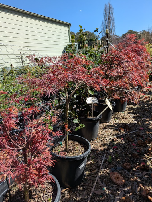 Acer palmatum 'Crimson Queen'