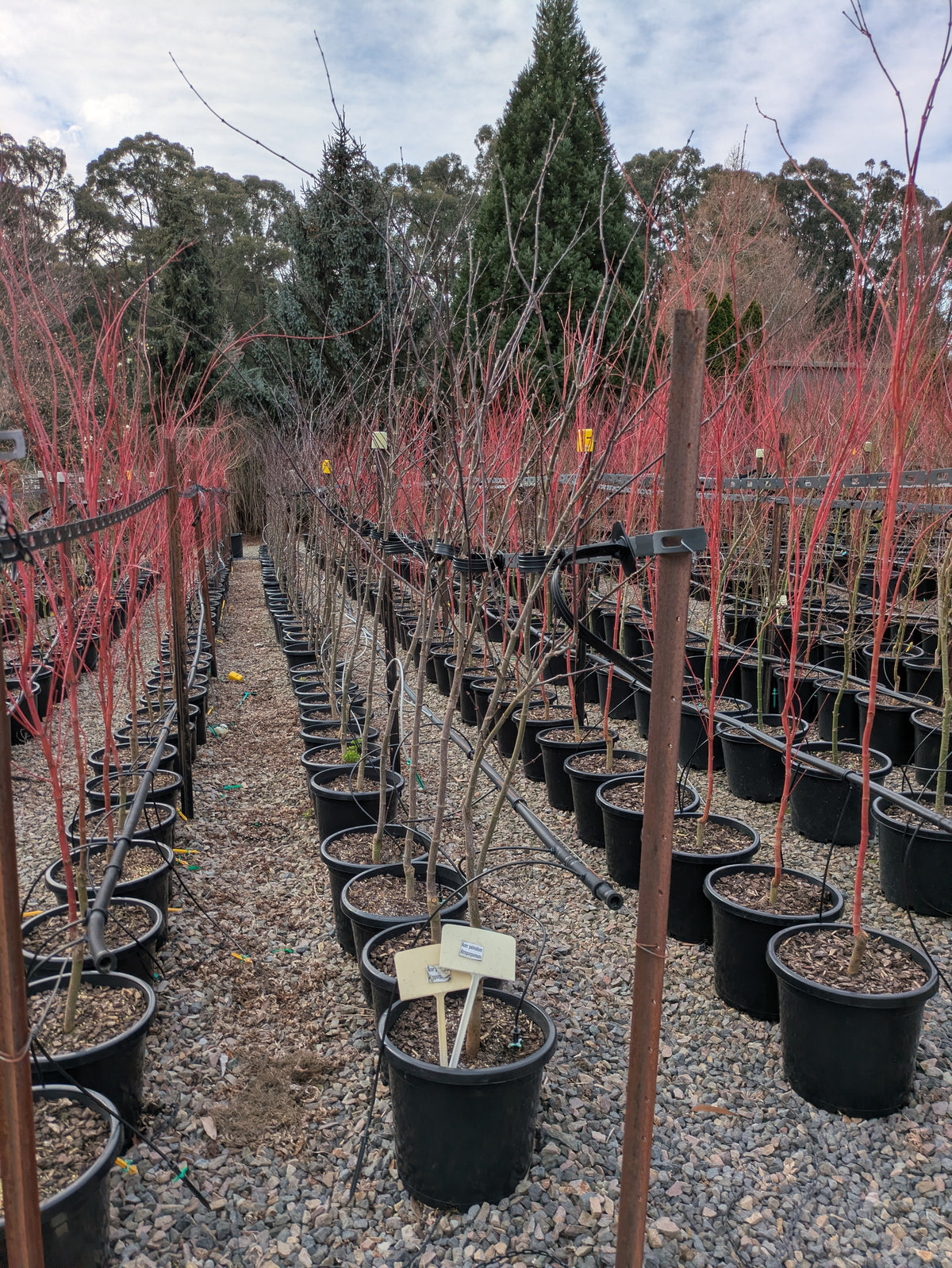 Acer palmatum Atropurpureum