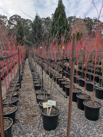 Acer palmatum Atropurpureum