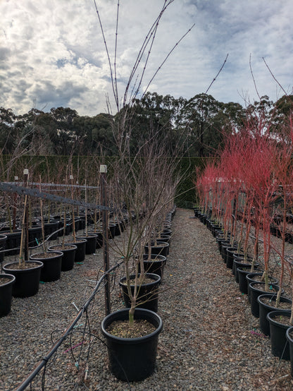 Acer palmatum Atropurpureum