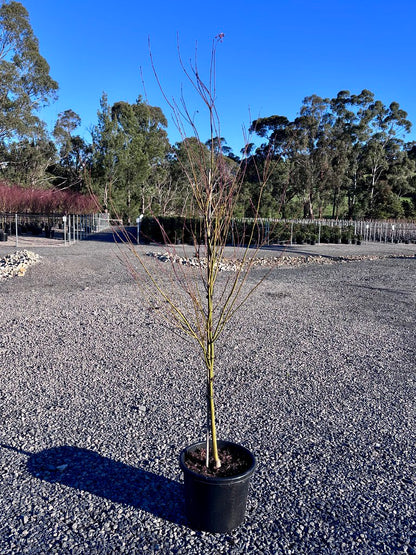 Acer palmatum Dissectum 'Seiryu'