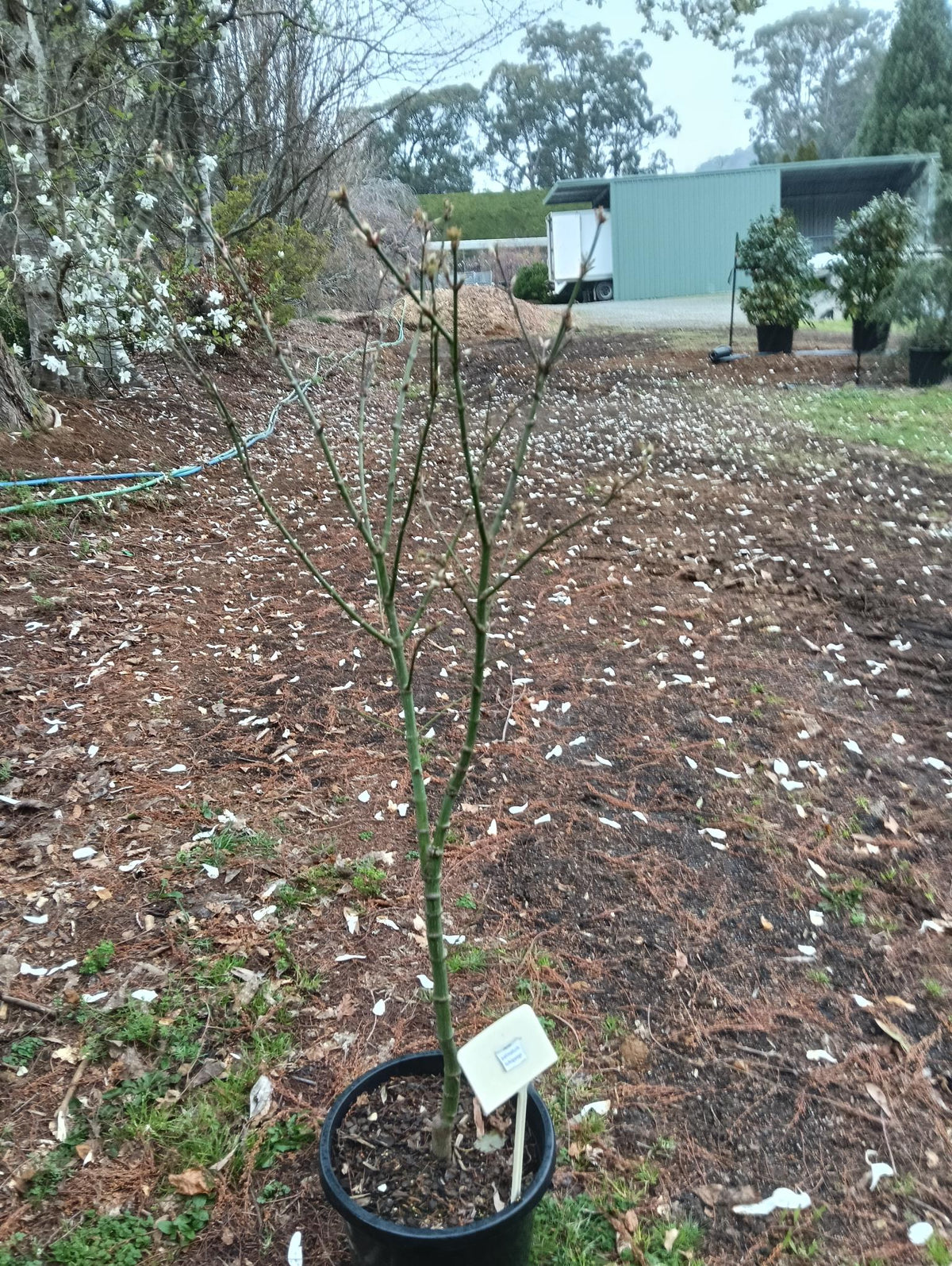 Acer palmatum Ichigyoji