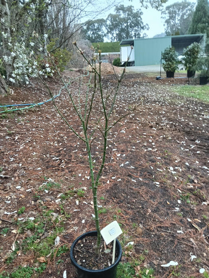 Acer palmatum Ichigyoji