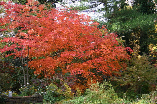 Acer japonicum Aconitifolium