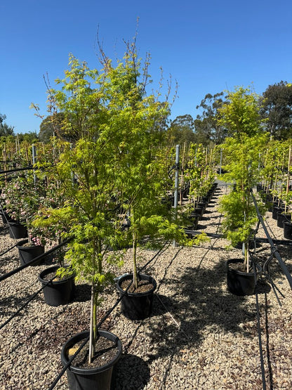Acer palmatum Dissectum 'Seiryu'