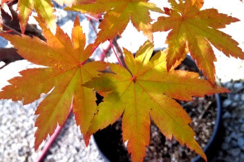 Acer palmatum Herbstfeuer