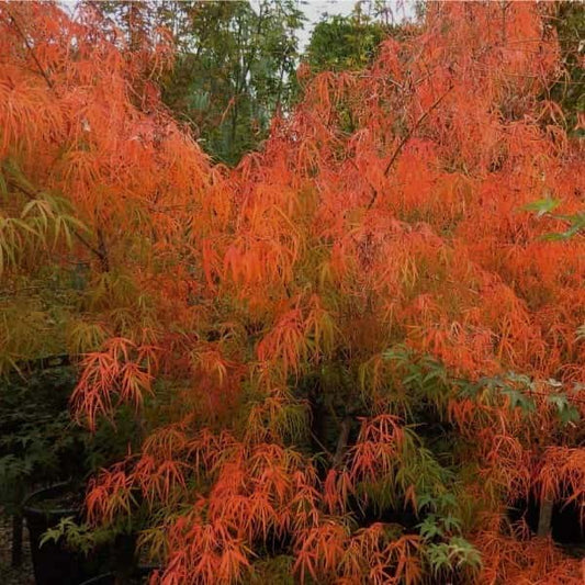 Acer palmatum Koto ito komanchi