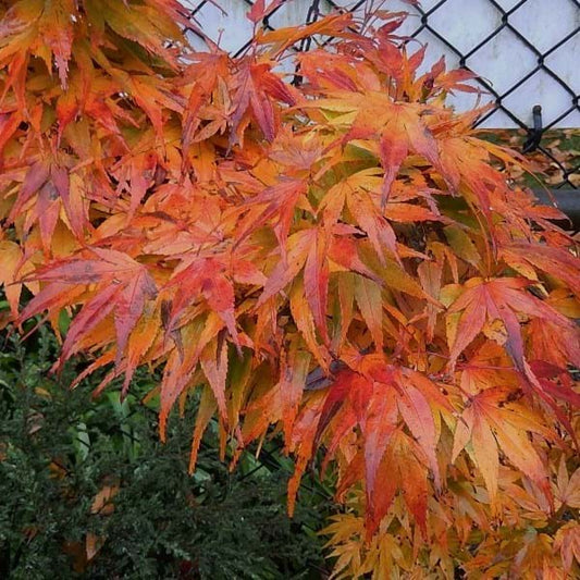 Acer palmatum Mikawa Yatsabusa