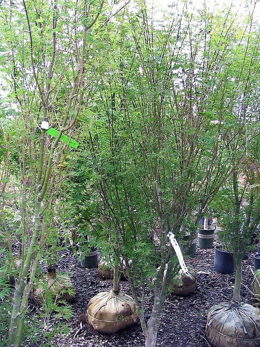 Acer palmatum Okushimo