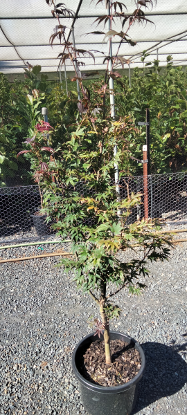 Acer palmatum Pixie