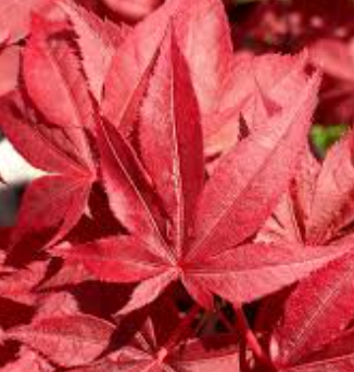 Acer palmatum Red Spray