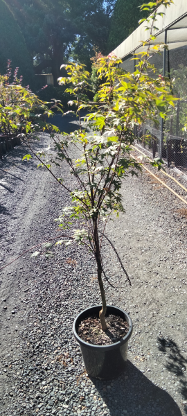 Acer palmatum Shindeshojo