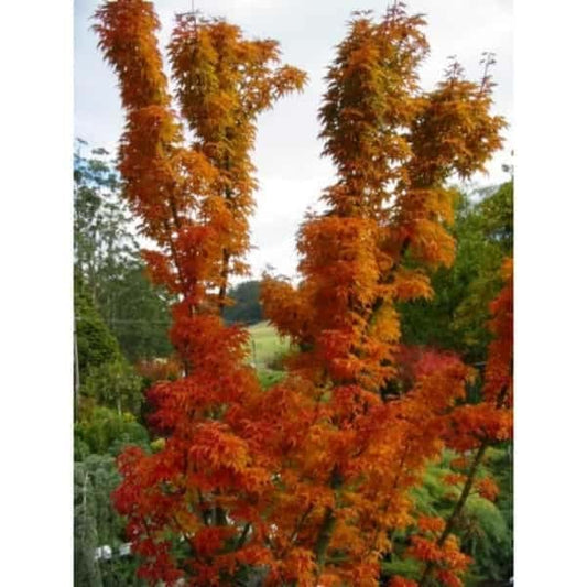Acer palmatum Shishigashira
