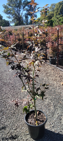 Acer palmatum Wallies