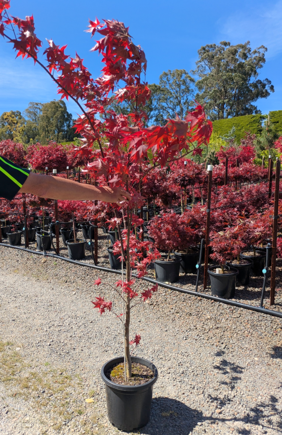 Acer palmatum Wallies