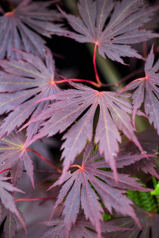 Acer palmatum Yasemin