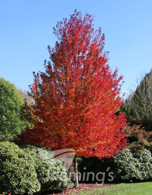 Acer rubrum Frank Jr Redpointe
