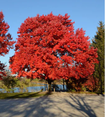 Acer rubrum October Glory