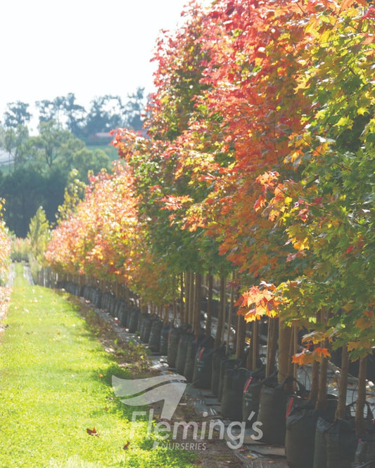 Acer truncatum x. Warrenred Pacific Sunset